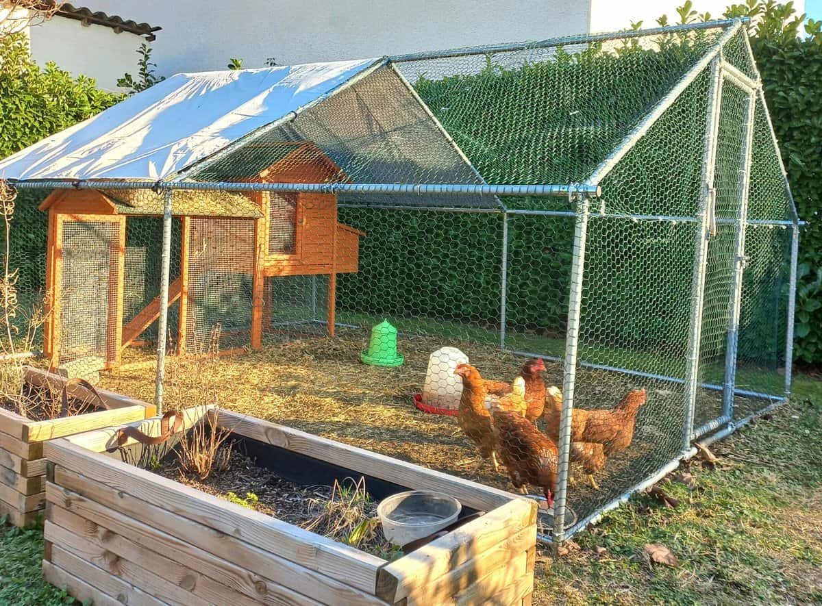 La maison secondaire des poules de l'école