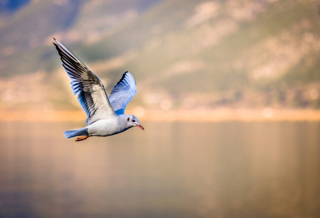 bird, seagull, flying-3158784.jpg