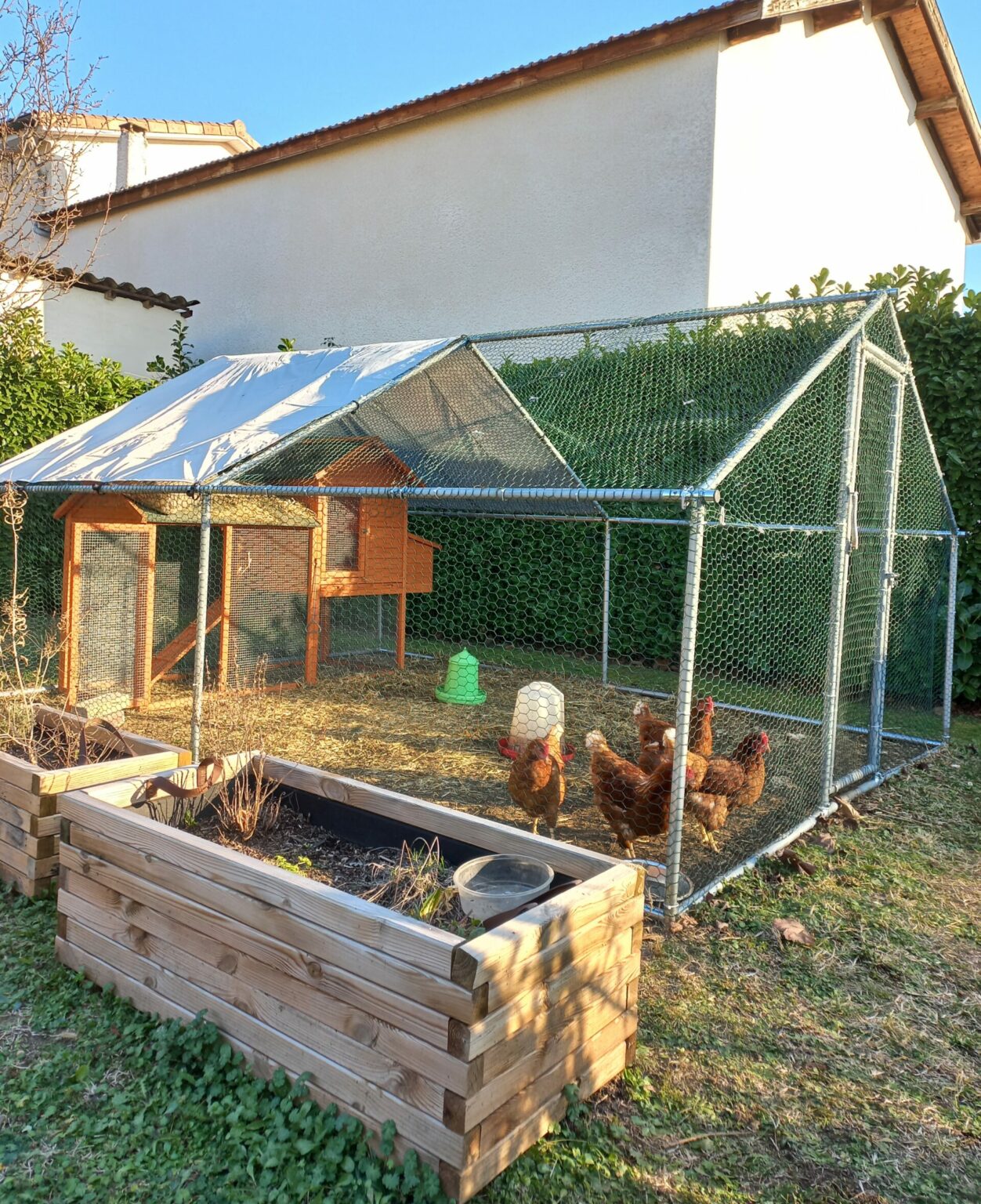 Poules Clariana2