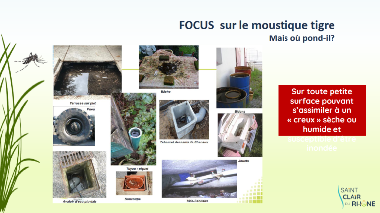 Screenshot 2023-04-05 at 11-19-00 MOUSTIQUE TIGRE - Formation MOUSTIQUE TIGRE2.pdf