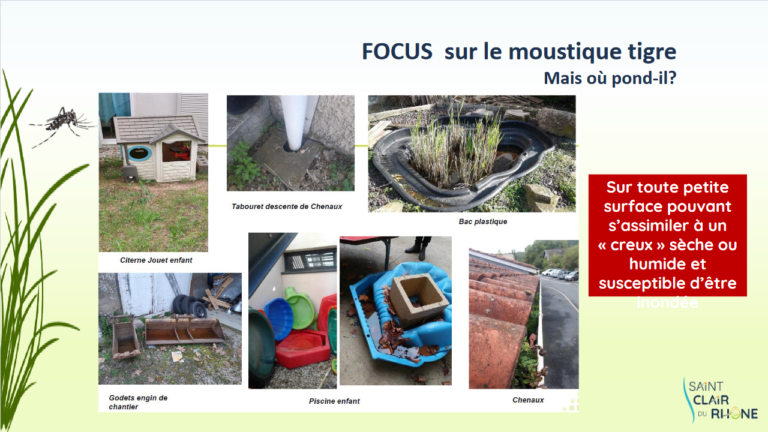Screenshot 2023-04-05 at 11-19-05 MOUSTIQUE TIGRE - Formation MOUSTIQUE TIGRE2.pdf