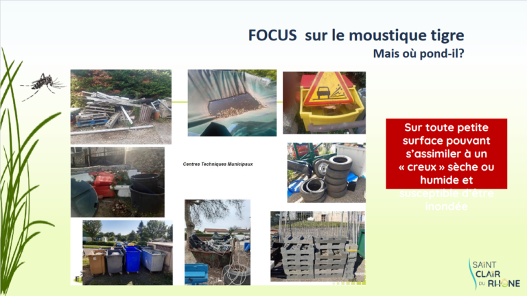 Screenshot 2023-04-05 at 11-19-21 MOUSTIQUE TIGRE - Formation MOUSTIQUE TIGRE2.pdf