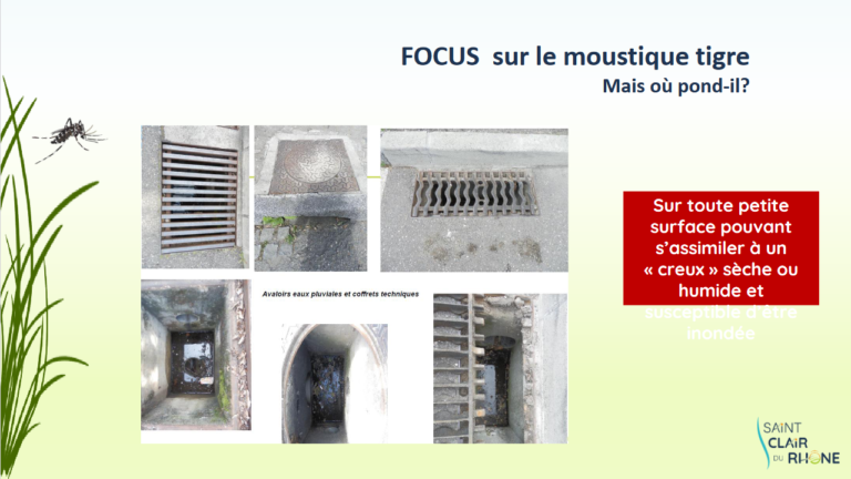 Screenshot 2023-04-05 at 11-19-27 MOUSTIQUE TIGRE - Formation MOUSTIQUE TIGRE2.pdf