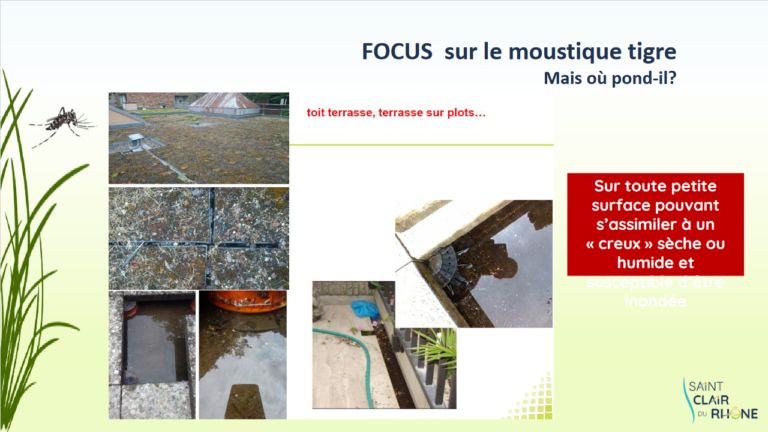 Screenshot 2023-04-05 at 11-19-30 MOUSTIQUE TIGRE - Formation MOUSTIQUE TIGRE2.pdf