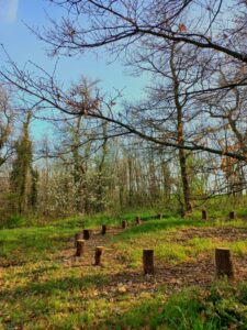 Bois des Frères