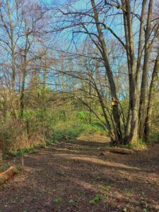 Forêt des chênes